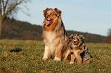 BERGER AUSTRALIEN - ADULT & PUPPY 086